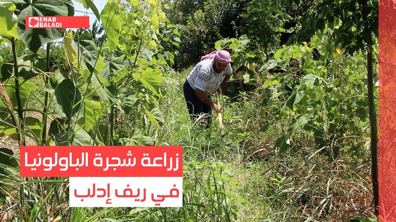 بعد سنتين.. نجاح زراعة حقل من شجر الباولونيا في ريف إدلب