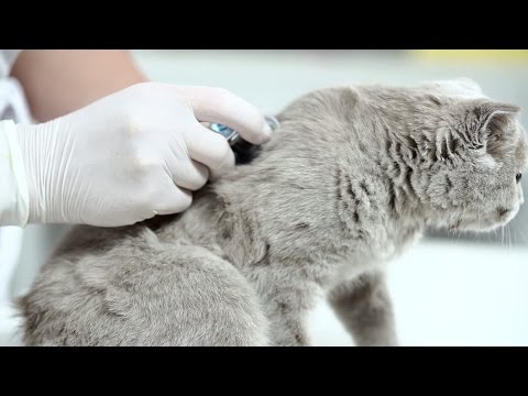 Первая помощь при отравлении кошки ➠ Советы ветеринара