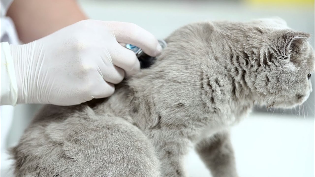 Первая помощь при отравлении кошки ➠ Советы ветеринара - YouTube