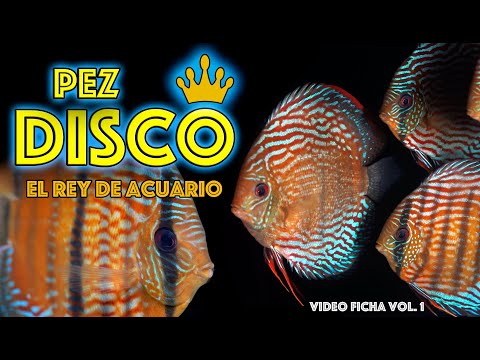 El Pez Disco 🐠 | El Rey del Acuario 👑 Guía Definitiva (Vol. 1)