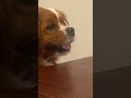 Annoying Animals