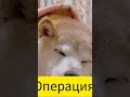 от чего умерли мемы