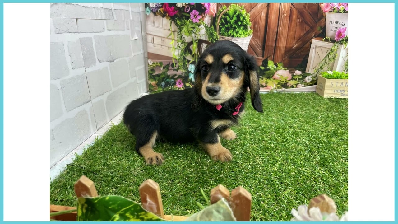 746802 M・ダックスフンド - YouTube