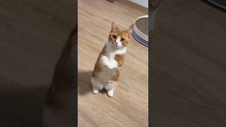 CATS FUNNY CUTE VIDEO #311