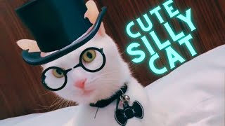 Silly Cat Grooms Human Into Fluffy Mess 🎩🤍 by 👑 Miss Lulu & 🎩 Sir Dub-B  292 views 11 months ago 30 seconds