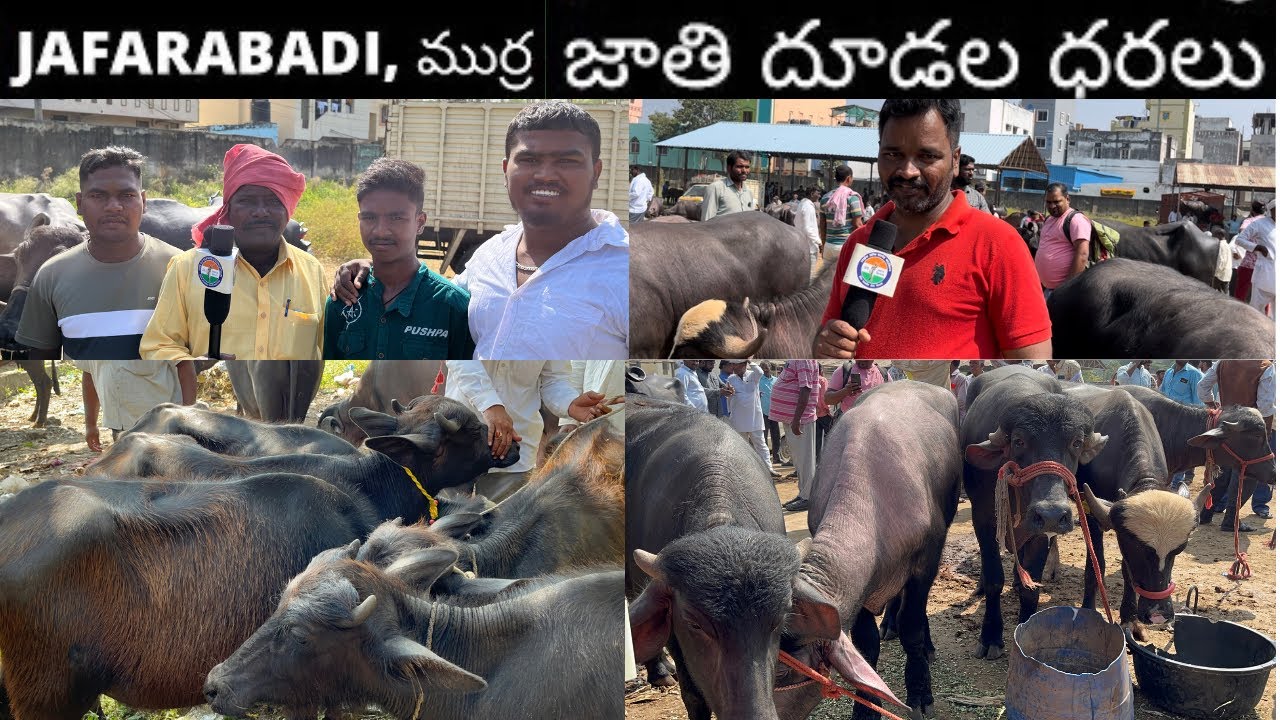 ఎర్రగడ్డ గేదెల మార్కెట్ లో ఈ వారం దూడలు రేట్లు రైతు మాటల్లో erragadda buffalo market 13-11-2022