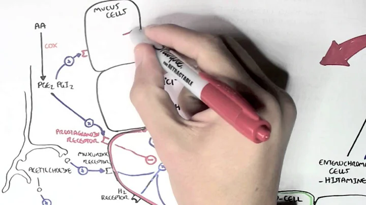 Gastric Acid Physiology (Secretion, Ulcers, Acid Reflux and Treatment) - DayDayNews