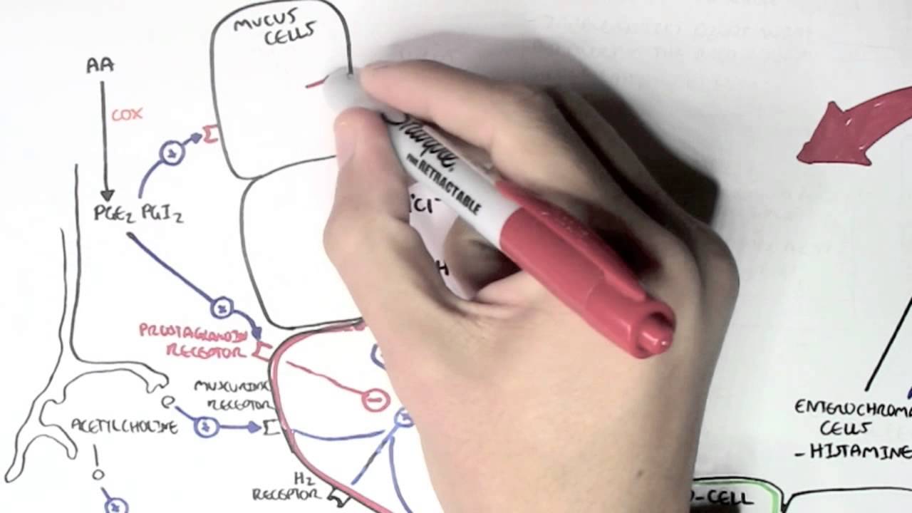 Gastric Acid Physiology (Secretion, Ulcers, Acid Reflux And Treatment)