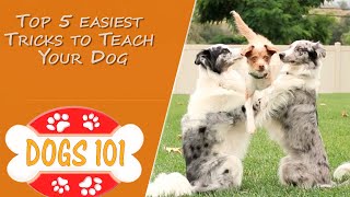 Top 5 Easiest Tricks to Teach Your Dog