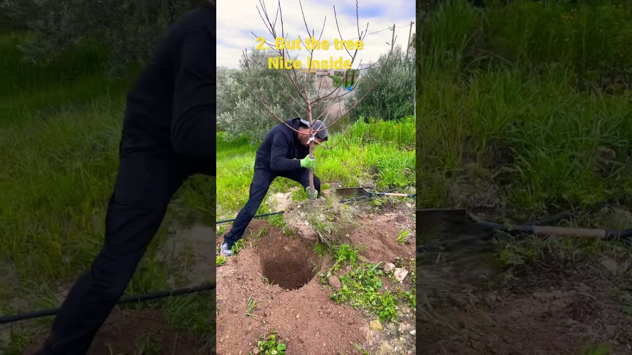 Transplanting A Tree Fresh Star Shorts Gardening Transplant Australia Gardenhacks Diy Lol