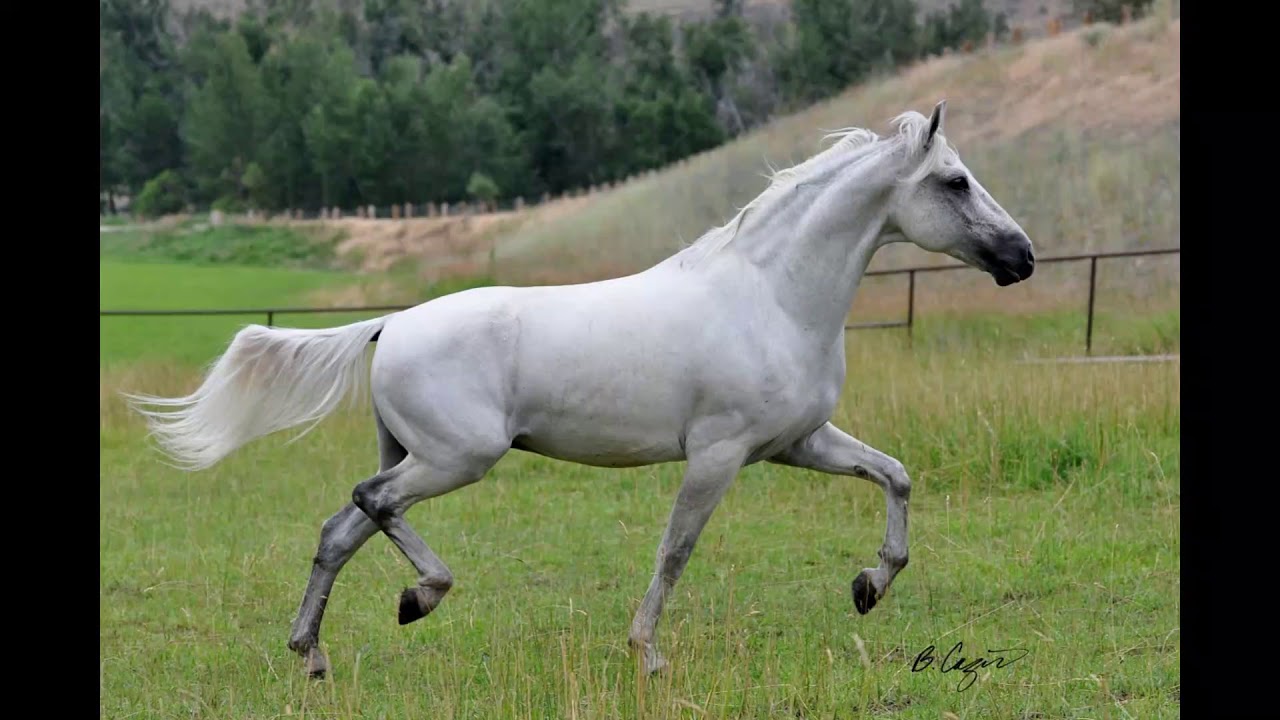 Cuál es la raza de caballo más grande del mundo