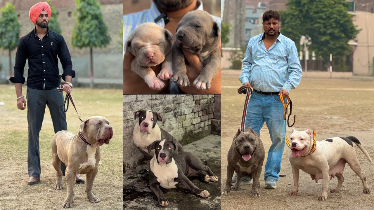 EXOTIC AMERICAN BULLY XXL ‼️ SUNLINE AND ROGER BLOODLINE🩸 AMERICAN BULLY PUPS AVAILABLE 🔥