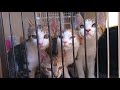 【閲覧注意】保護子猫 猫の鳴き声が苦手な方は注意してください 最後に嬉しく寂しいお知らせもあります#33
