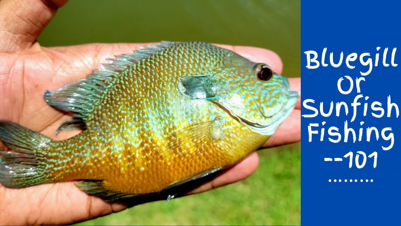 Bluegill or Sunfish | Bait fishing | Frontier Park | Prosper, Texas