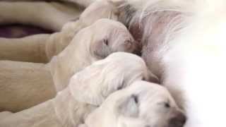 Щенки золотистого ретривера. Kennel golden retrievers Gold Kiss Lady Luck Щенки золотистого ретривера. Kennel golden retrievers Gold Kiss Lady Luck