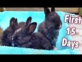 Baby bunnies grow up  115 days 