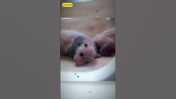 Dumbest Creature Pandas #youtubeshorts #shorts