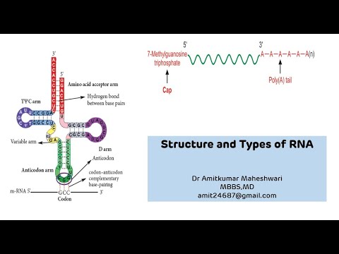 आरएनए की संरचना और प्रकार || आरएनए (राइबोन्यूक्लिक एसिड) कार्य || नीट पीजी || आणविक जीव विज्ञान