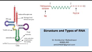 Structure and Types of RNA || RNA (Ribonucleic Acid) Functions || NEET PG || Molecular Biology