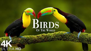 Birds Of The World 4K - The Healing Power Of Bird Sounds - Scenic Relaxation Film