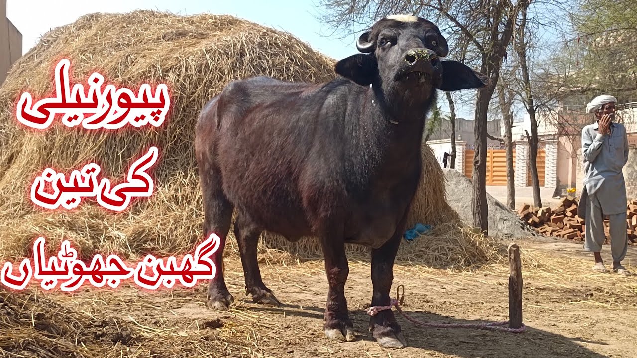 Pure nili Gabban Buffalo for sale in Punjab Pakistan on YouTube 22 February 2026