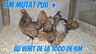 Viața la Țară - Episodul 72 - Am mutat puii și noi achiziții 🐓