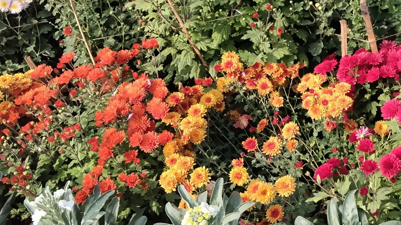 good morning সবাই কে।