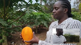 How I make millions farming ( Pawpaw farming)