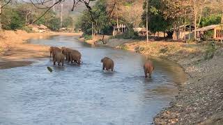 Elephants morning walking routine into a river