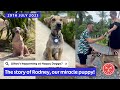 How one tiny and neglected puppy rodney survived all odds and found a forever home dogrescue