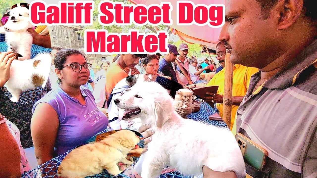 Galiff Street Pet Market Kolkata INDIA DOG Market In Kolkata galiff-street-pet-market-kolkata-india-dog-market-in-kolkata