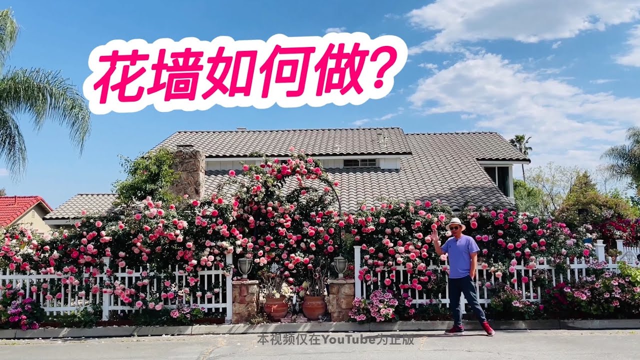 （园艺篇318）花墙如何做？牵引 固定 加高 藤本修剪！