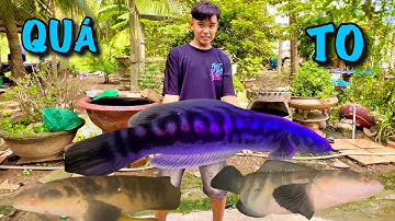 Review Cá Lóc Bông Thái Của Fake Tập2|ATK