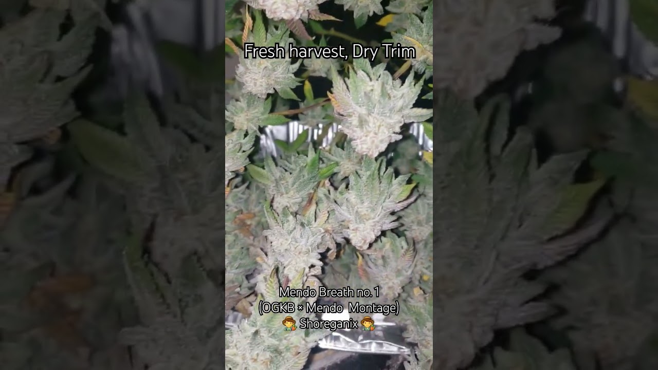 Mendo Breath (OG Kush Breath × Mendo Montage), a rare harvest w/ potent & dense buds - shoreganix