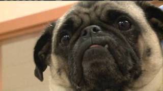 Pets Getting Plastic Surgery