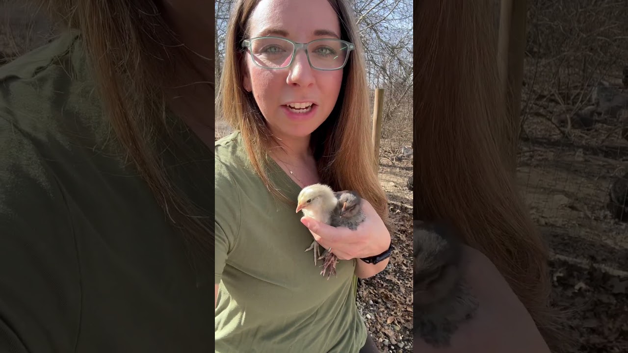 Silkies should have unmedicated! Forgot to say that!! 