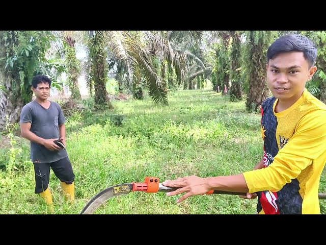 Kalau Gak Tajam Gak Dibeli !! Langsung Kita Tes Ketajaman Egrek Palm King Pro Di Kebun Sawitnya class=