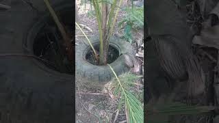 pagar anti babi 🐷hutan