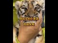 剛出生的小老虎會看不清東西 #老虎 #動物科普