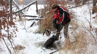 Охота на бобра капканами зимой. Бобр - профессор!