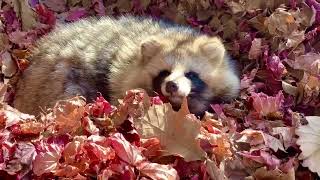 Raccoon Dog Cute Video In Japan Autumn Leaves Tanuki Baby Fight Menace Bark Food