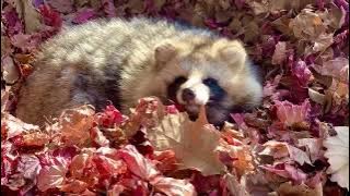 Raccoon dog cute video in Japan! Autumn leaves Tanuki! Baby fight menace bark food
