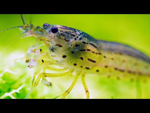 Frontline Heroes: BEST ALGAE EATERS in Planted Aquariums - Fish, Shrimp, and Snails