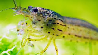 Frontline Heroes: BEST ALGAE EATERS in Planted Aquariums - Fish, Shrimp, and Snails