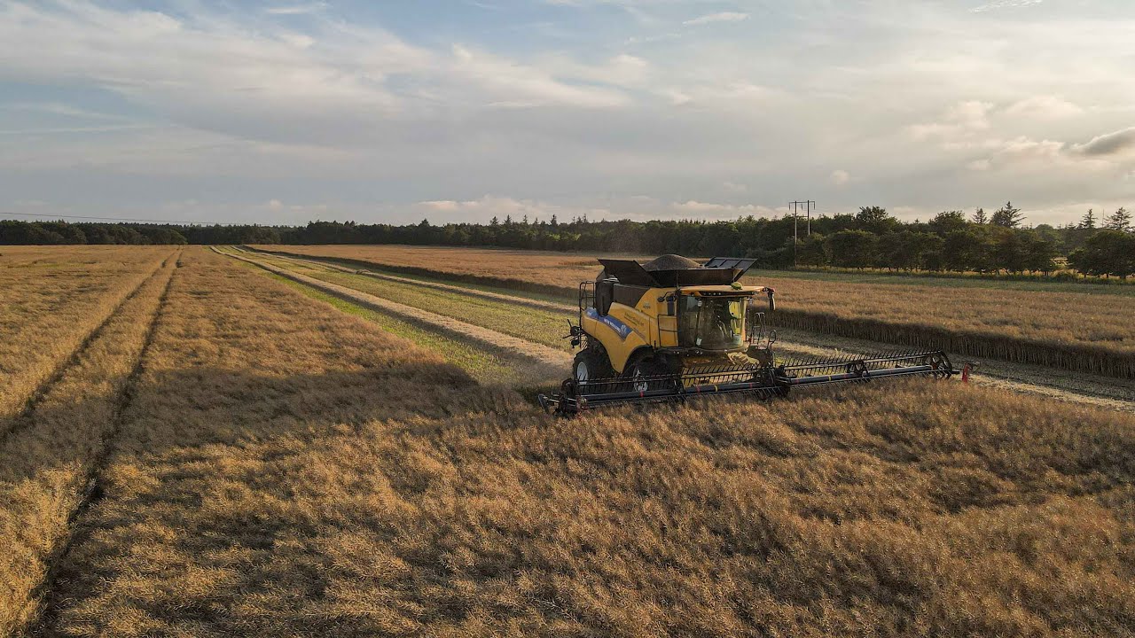 Holmager Økologi - Rapshøst 2022. New Holland Cr 9.90
