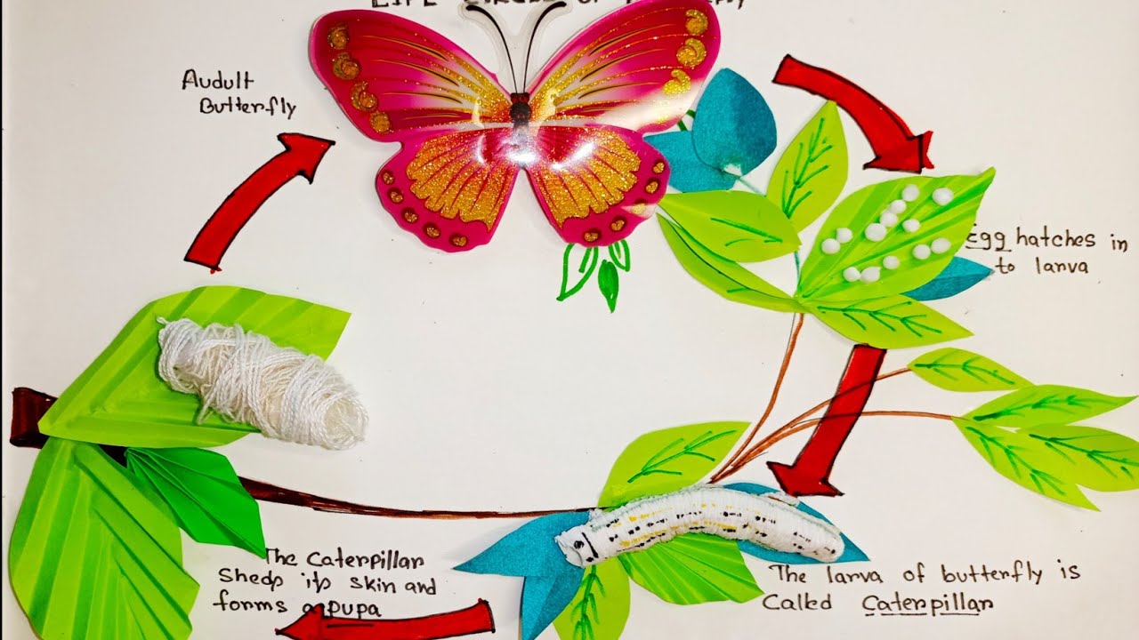 life cycle of Butterfly 🦋 Butterfly life cycle butterfly birth