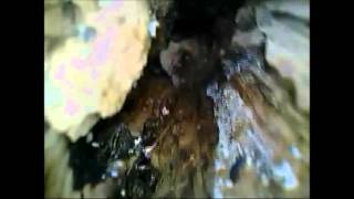 Brown Long-eared bat in Hazel