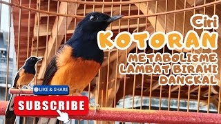KOTORAN METABOLIME LAMBAT BIRAHI DANGKAL#kicaumania #rawatanmuraibatu #muraibatu 