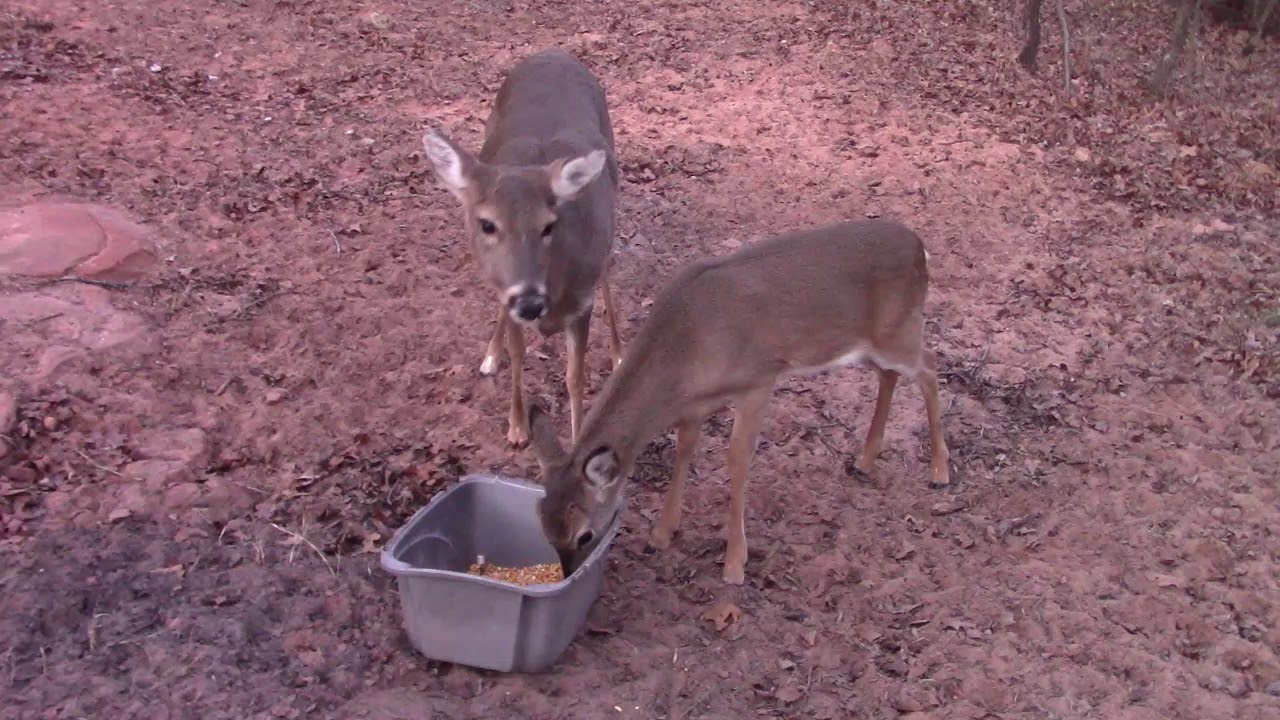 Meet our wild friendly deer. Feed YouTube