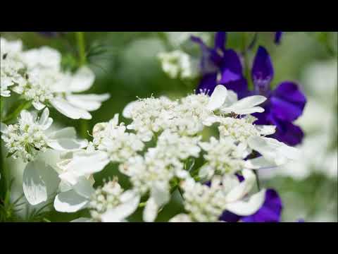 【吹奏楽】風のソネット／福島弘和【MIDI】